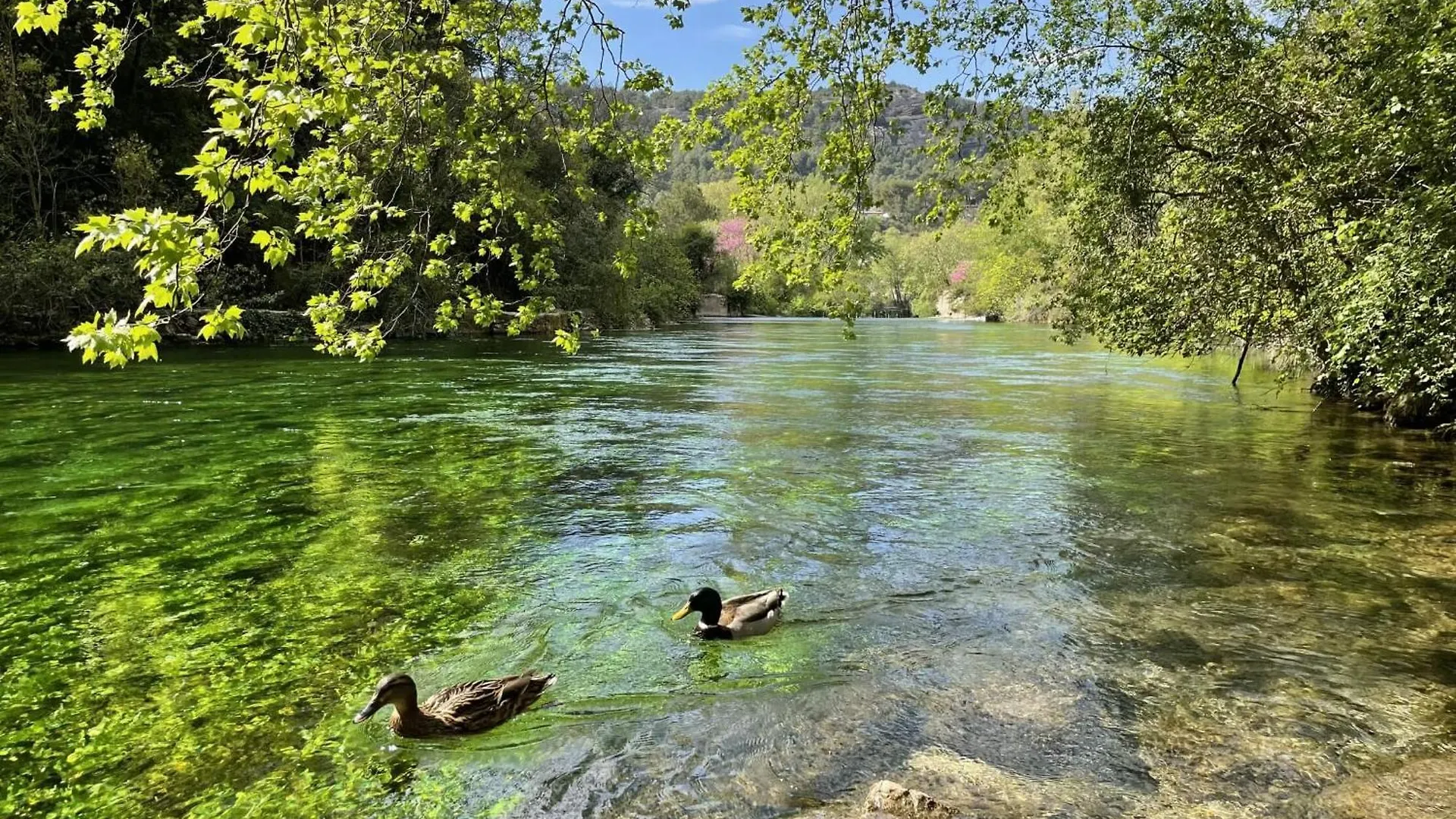 La Villa Des Lavandes - A 300M Du Centre, Au Calme, Et Au Vert ! LʼIsle-sur-la-Sorgue
